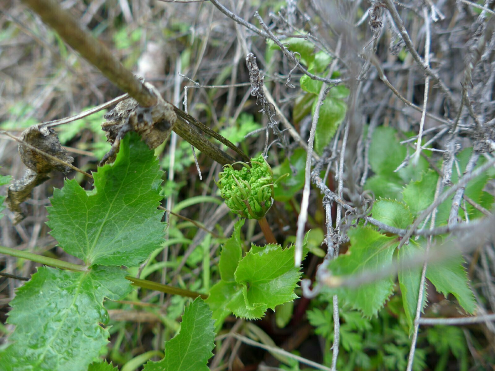 High Resolution Tauschia arguta Bud